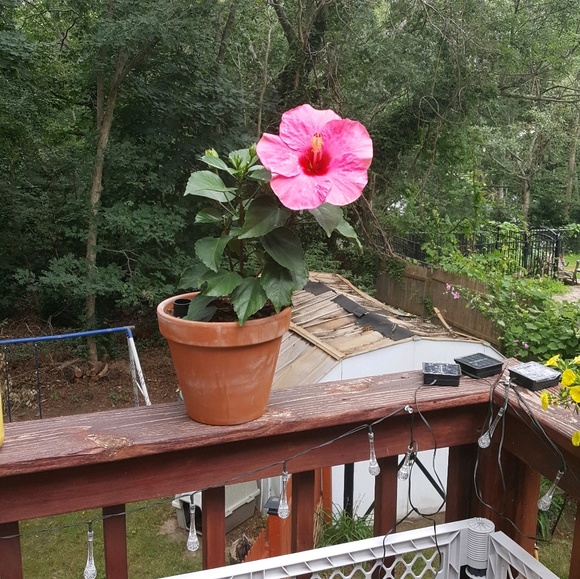 Meet your Posher, Deborah - Picture 1 of 1